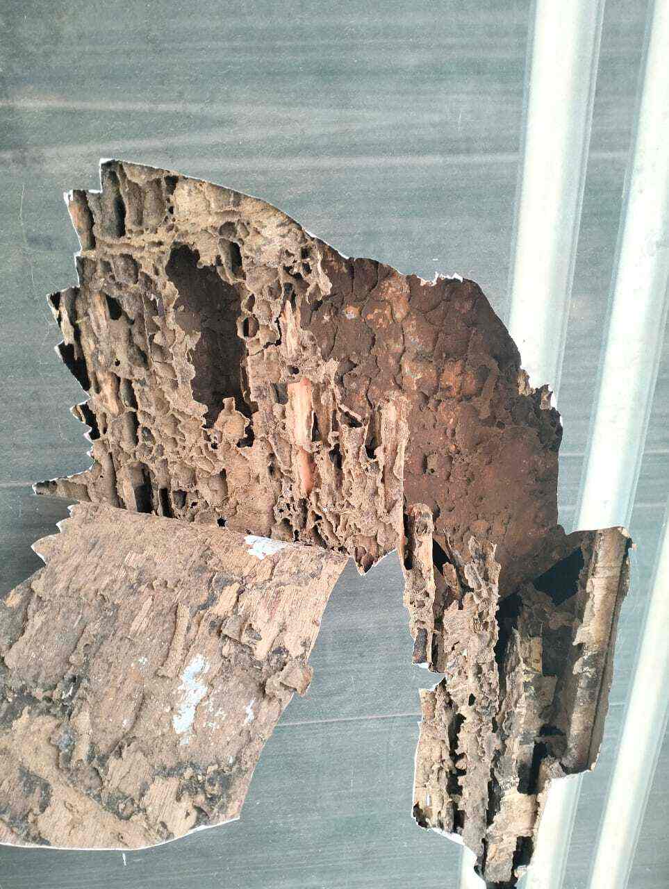 Top Herbal Pest Control Services in Jabalpur near me Justdial