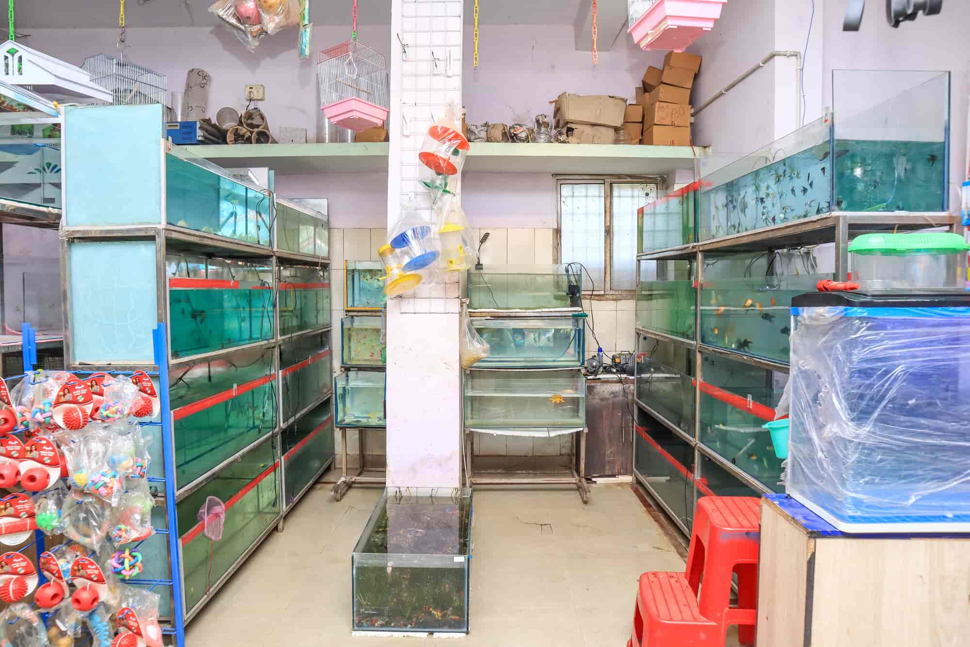Top Pet Shops For Birds in Bastar Best Bird Shops near me Justdial