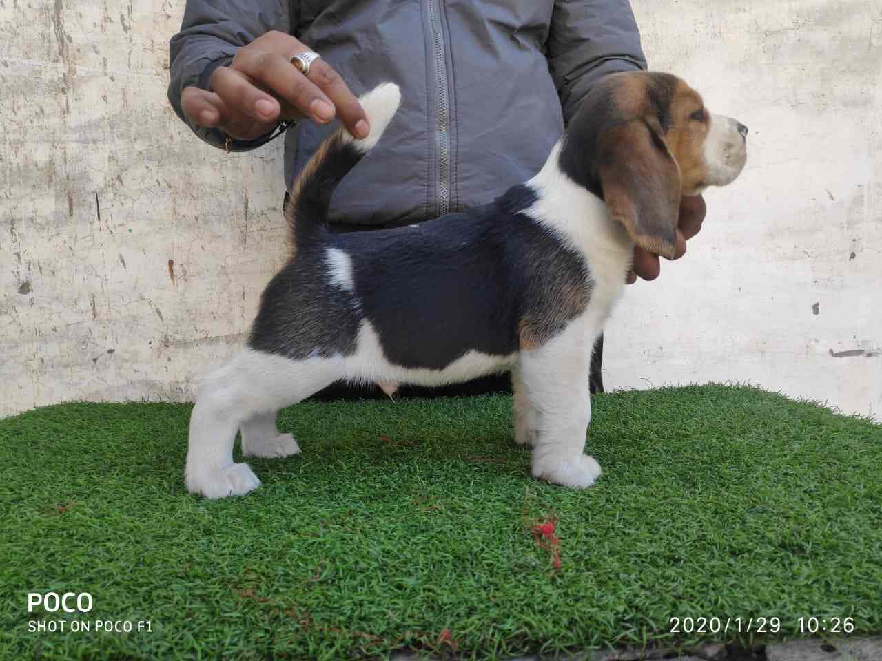 Top Pet Shops For Birds in Bhagwan Nagar Best Bird Shops Jaipur near