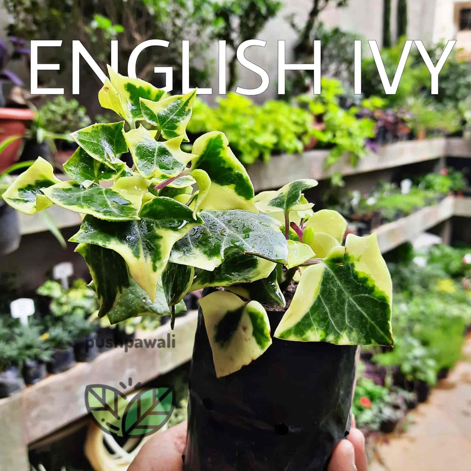 Pushpawali Plant Nursery in Raja Park,Jaipur Best Plant Nurseries in