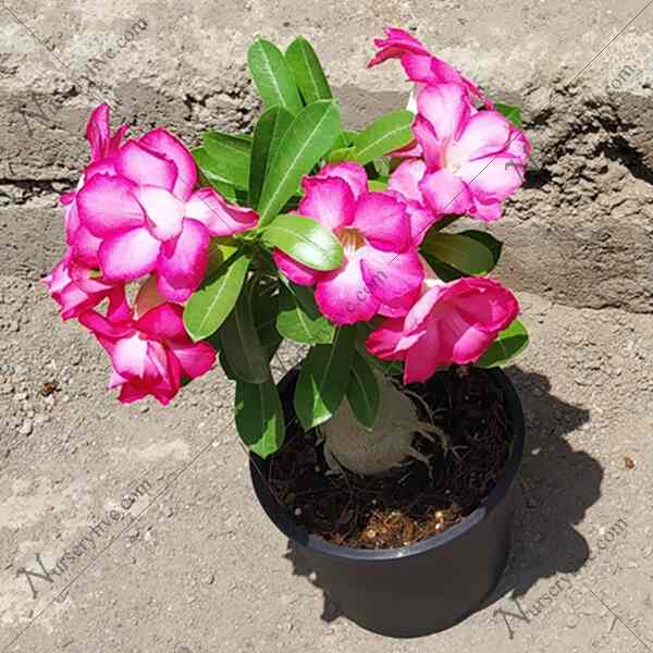 Catalogue U Plant Garden in Vaishali Nagar , Jaipur Justdial