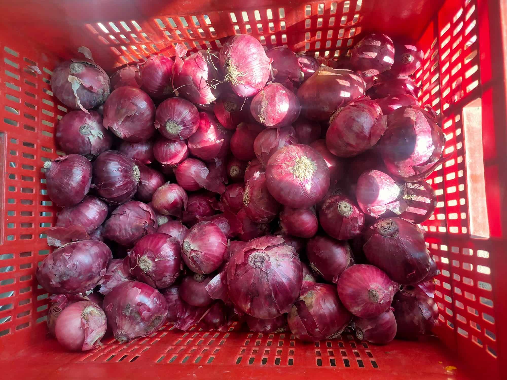 cp porn pic onion is cp porn pics onion is PDF) Effects of Phenolic-Rich Onion (Allium cepa L.) Extract on the Growth  Performance, Behavior, Intestinal Histology, Amino Acid Digestibility,  Antioxidant Activity, and the Immune Status of Broiler Chickens