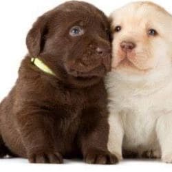 Vermas Pet Care in Mansarovar - Best Pet Clinics in Jaipur - Justdial Vermas Pet Care in Mansarovar - Best Pet Clinics in Jaipur - Justdial
