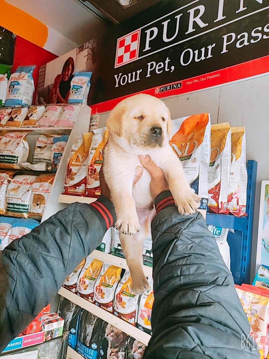 Dogs Heaven in Ajmer Road,Jaipur Best Pet Shops For Dog in Jaipur