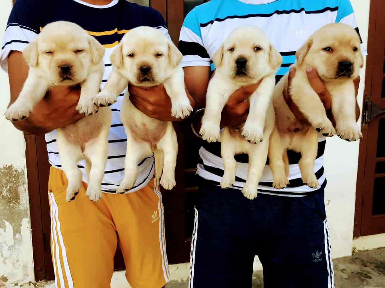 Dogs Heaven in Ajmer Road,Jaipur Best Pet Shops For Dog in Jaipur