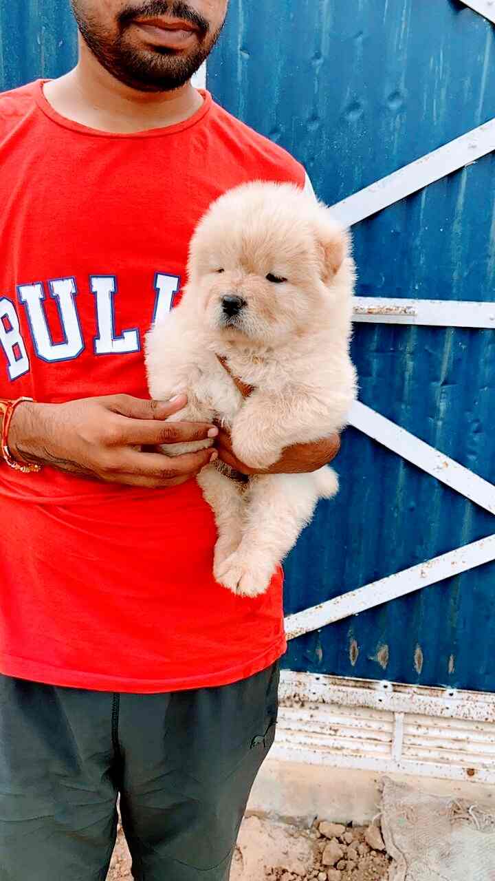 Dogs Heaven in Ajmer Road,Jaipur Best Pet Shops For Dog in Jaipur