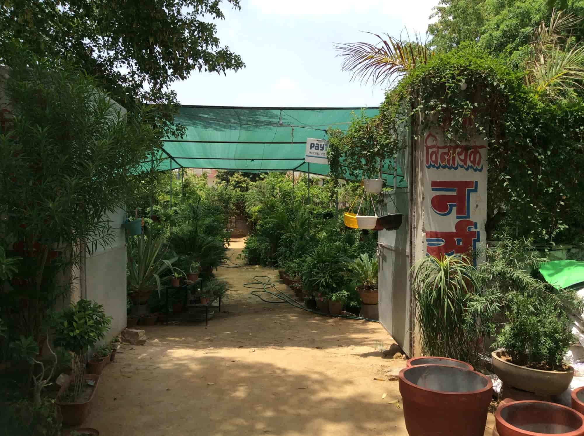 Vinayak Nursery in Vaishali Nagar,Jaipur Best Fruit Plant Nurseries
