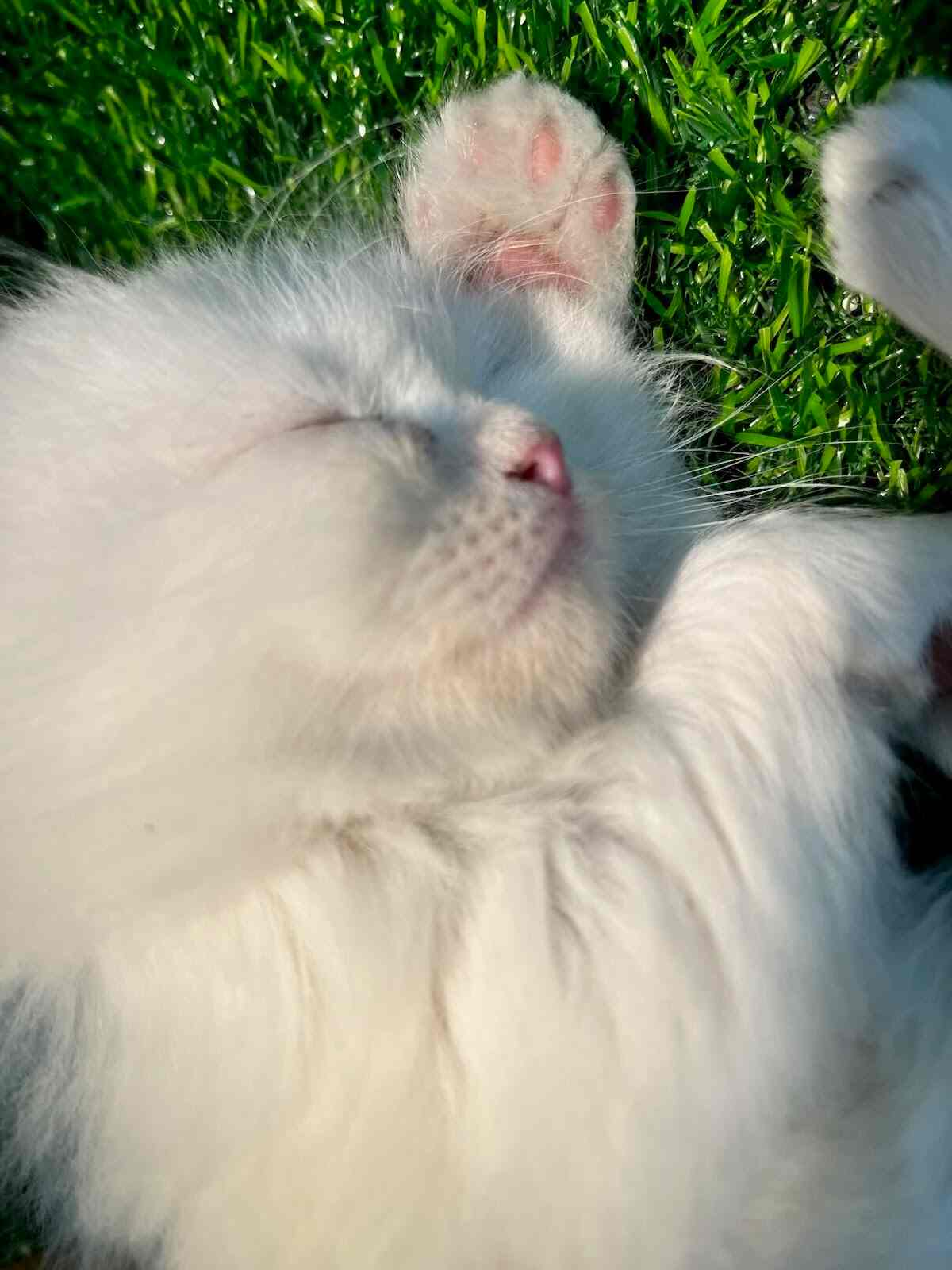 Aquarium Prime in Vidhyadhar Nagar,Jaipur Best Aquarium Platy Fish Dealers in Jaipur Justdial