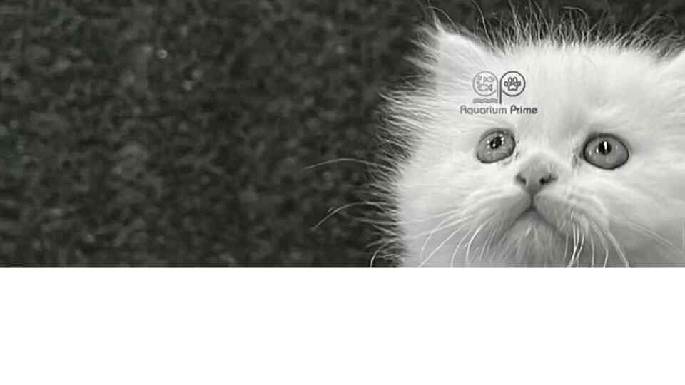 Aquarium Prime in Vidhyadhar Nagar,Jaipur Best Aquarium Platy Fish Dealers in Jaipur Justdial