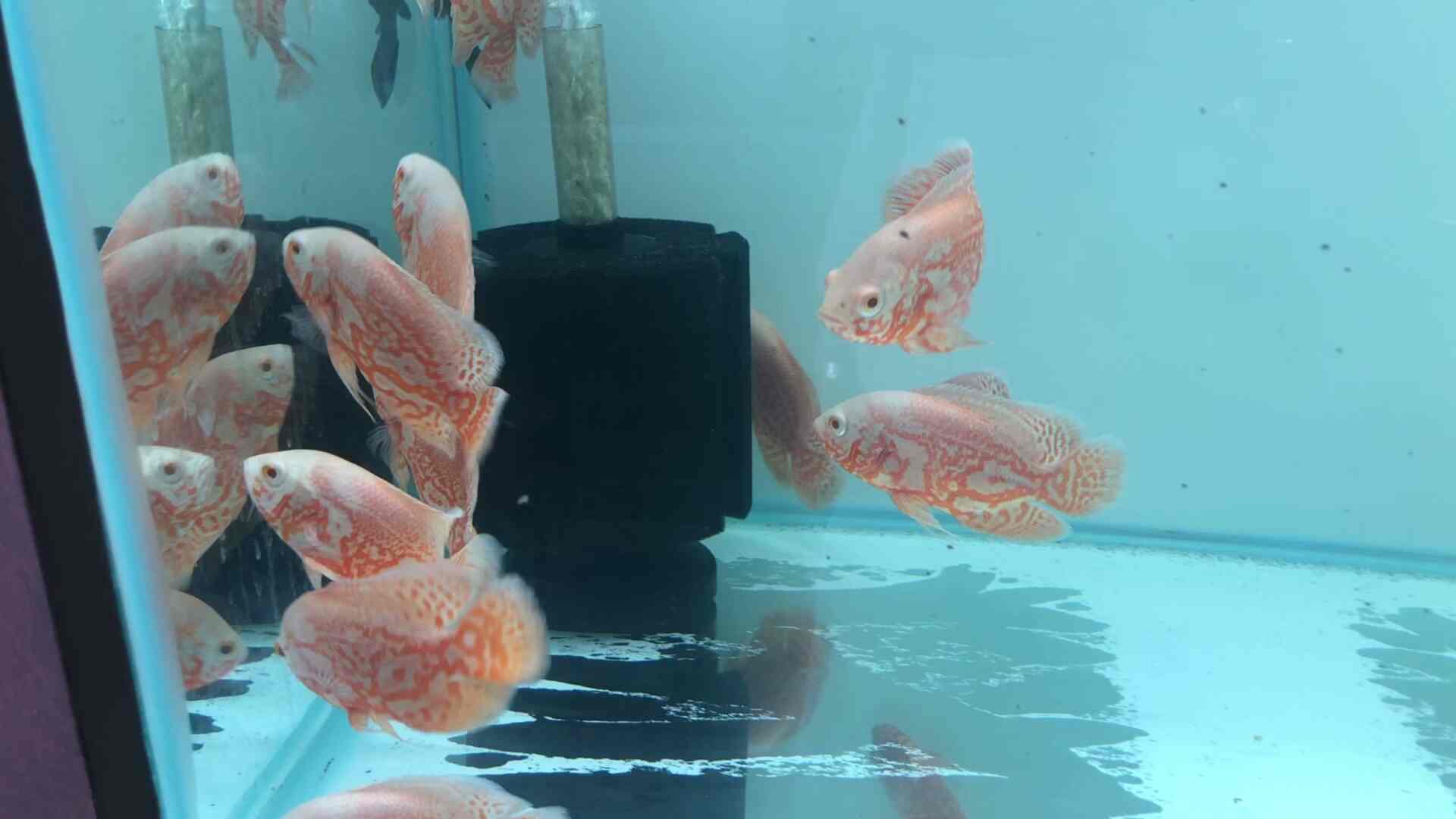 Aquarium Prime in Vidhyadhar Nagar,Jaipur Best Aquarium Platy Fish Dealers in Jaipur Justdial