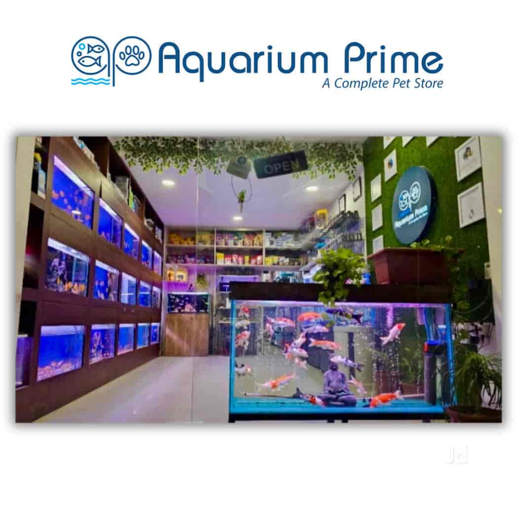 Aquarium Prime in Vidhyadhar Nagar,Jaipur Best Aquarium Fish Dealers in Jaipur Justdial