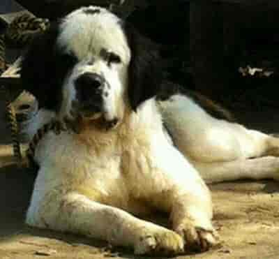 International dog bazar mi outlet road