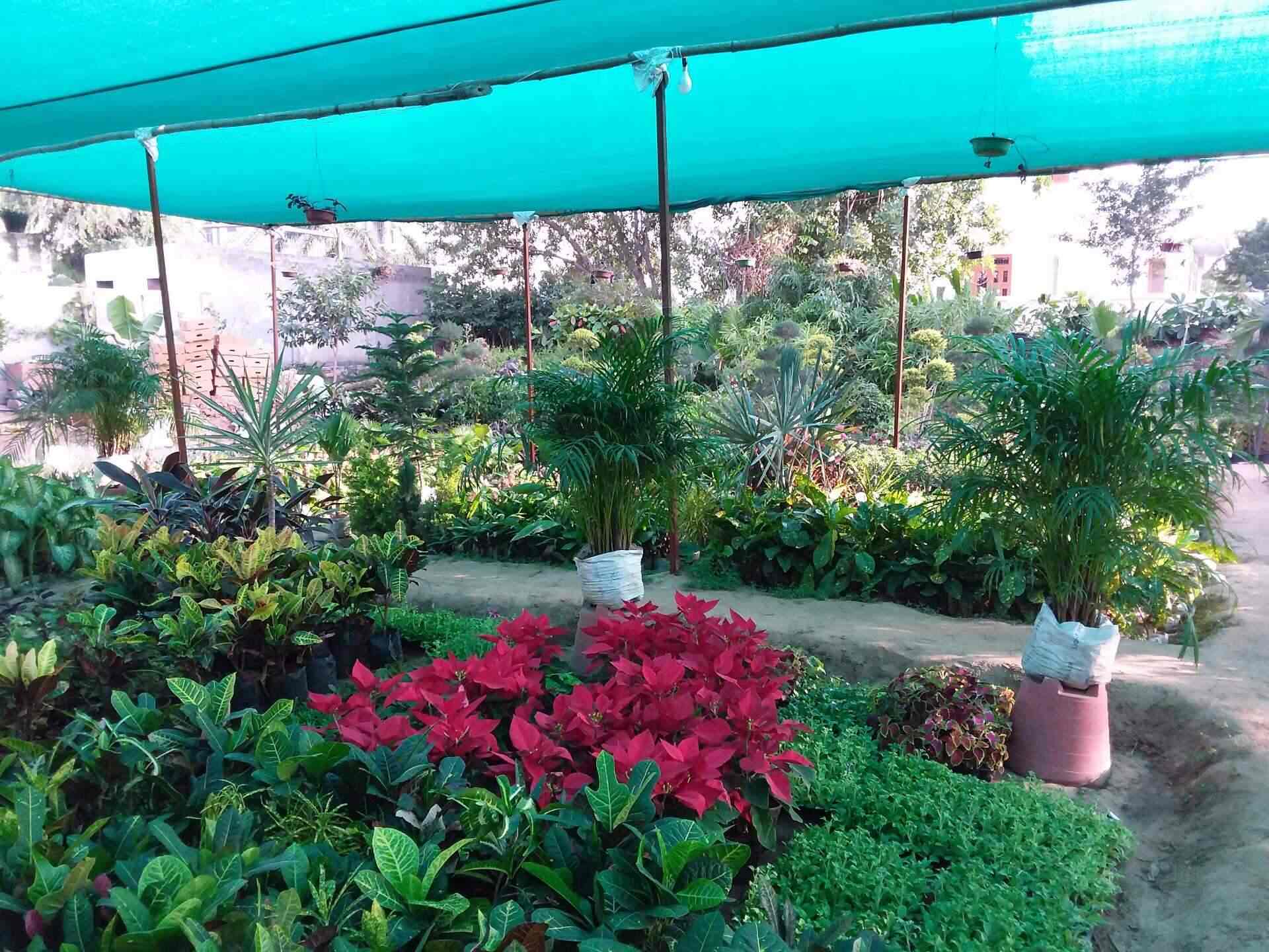 Top 50 Tree Plantation Services in Jaipur प्लांटेशन सर्विसेज, जयपुर