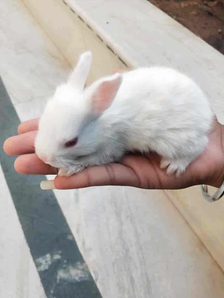 Sri Ram Rabbit Shop in Malviya Nagar Jaipur Best Pet Shops near me in Jaipur Justdial
