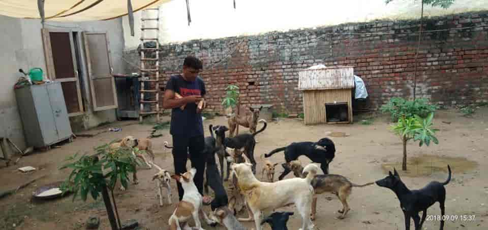 Top Animal Welfare Organisations in Jalandhar - Best Ngos For Animal Welfare - Justdial Top Animal Welfare Organisations in Jalandhar - Best Ngos For Animal Welfare - Justdial