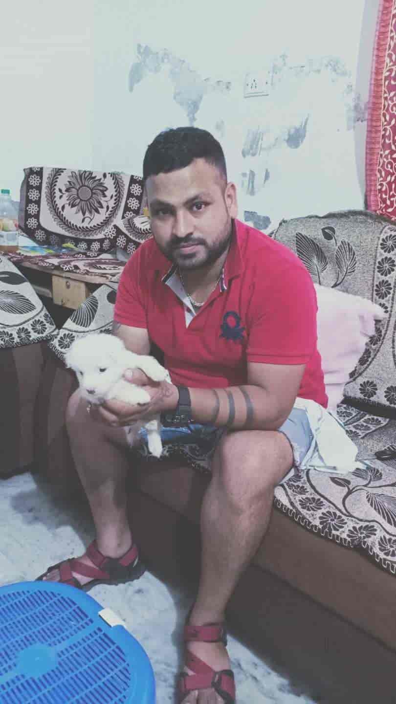 Top Pet Shops in Jalandhar Best Pet Store near me Justdial