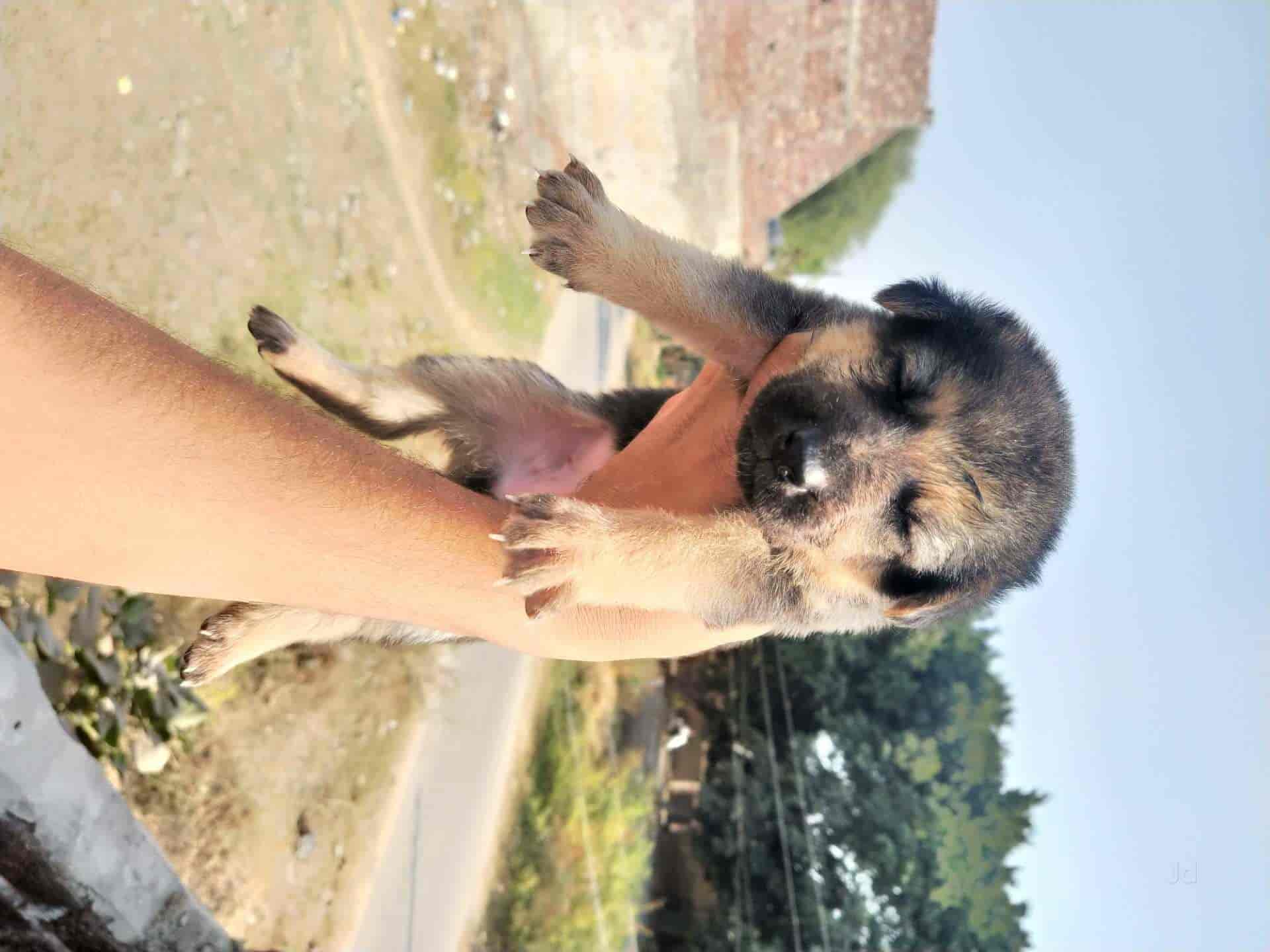 Top Pet Shops in Jalandhar Best Pet Store near me Justdial