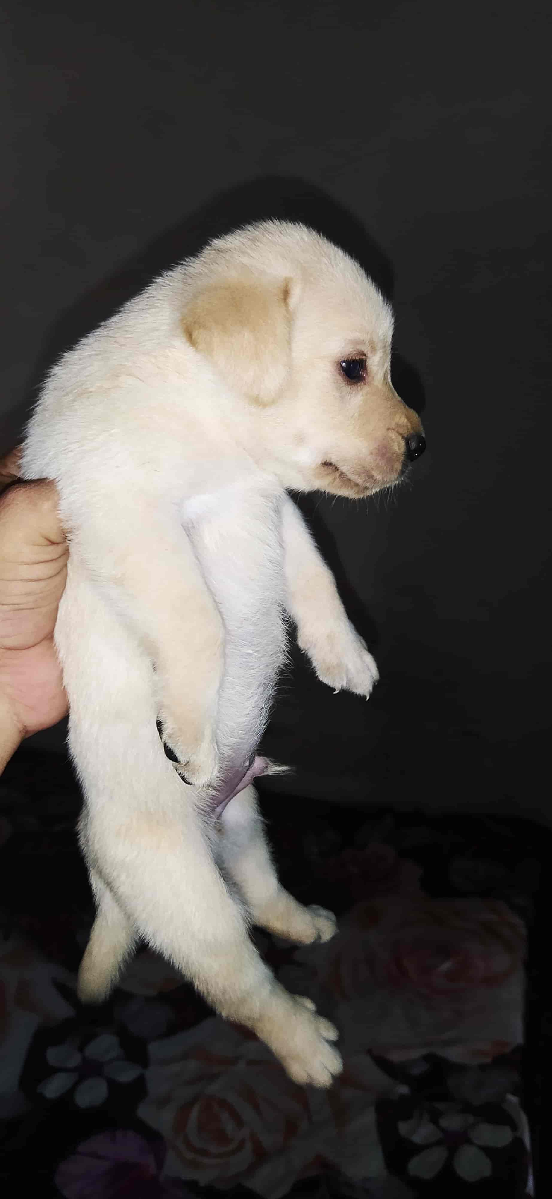 Top Pet Shops in Jalandhar Best Pet Store near me Justdial