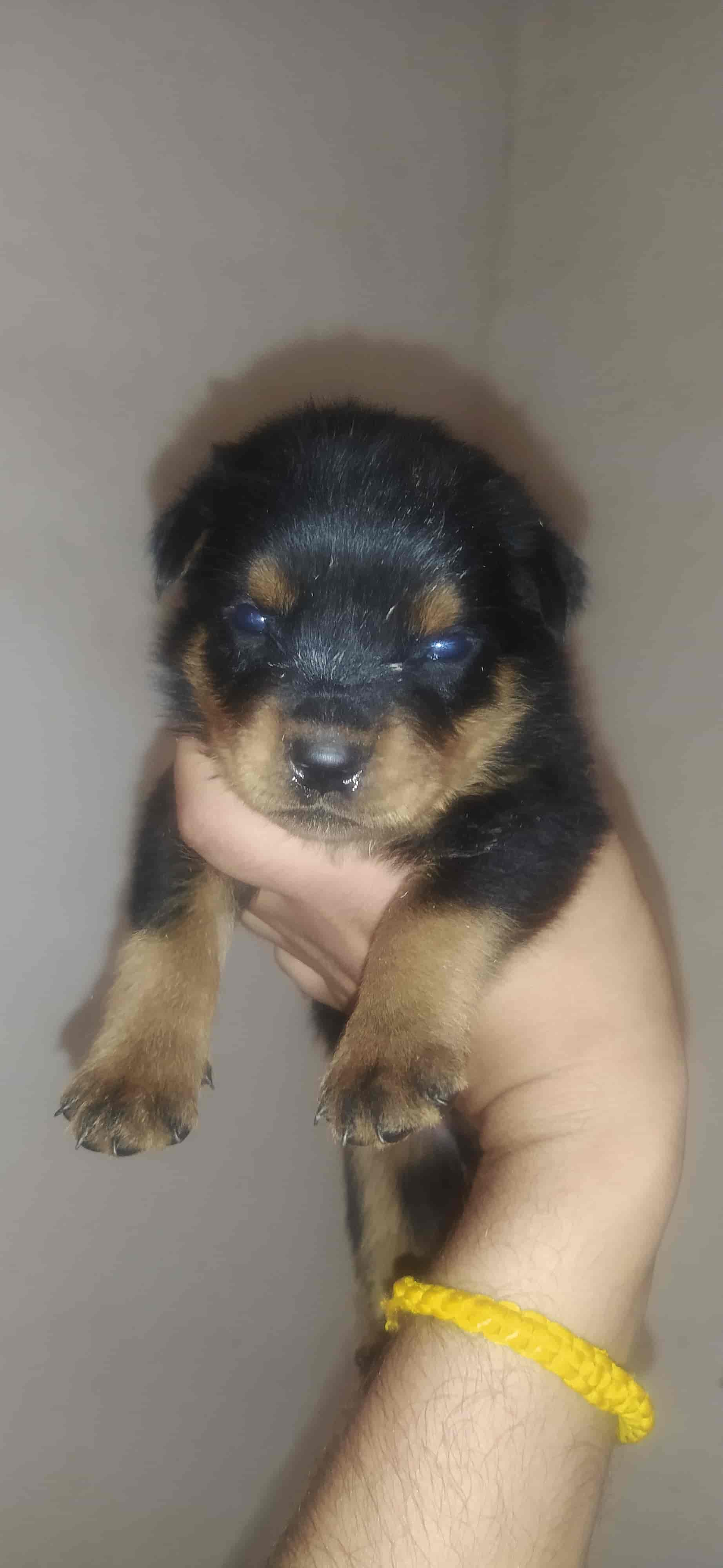 Top Pet Shops in Jalandhar Best Pet Store near me Justdial