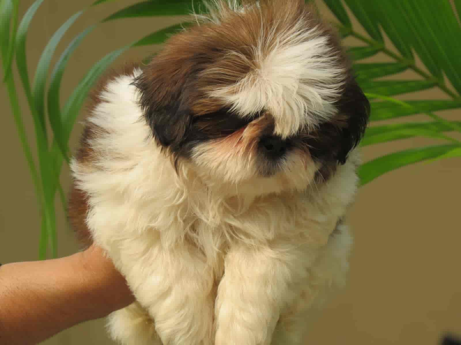 Top Pet Shops in Jalandhar Best Pet Store near me Justdial