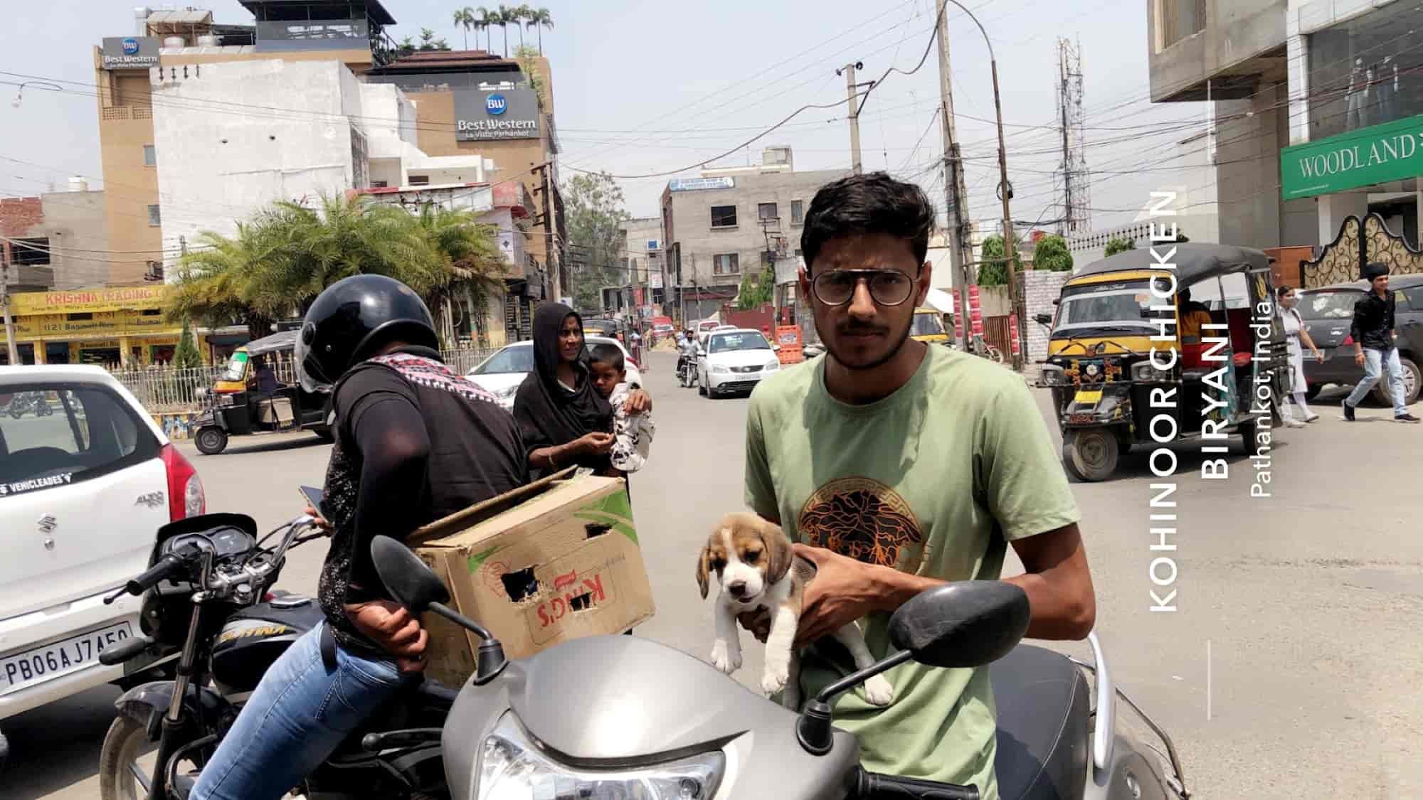 Top Pet Shops in Jalandhar Best Pet Store near me Justdial