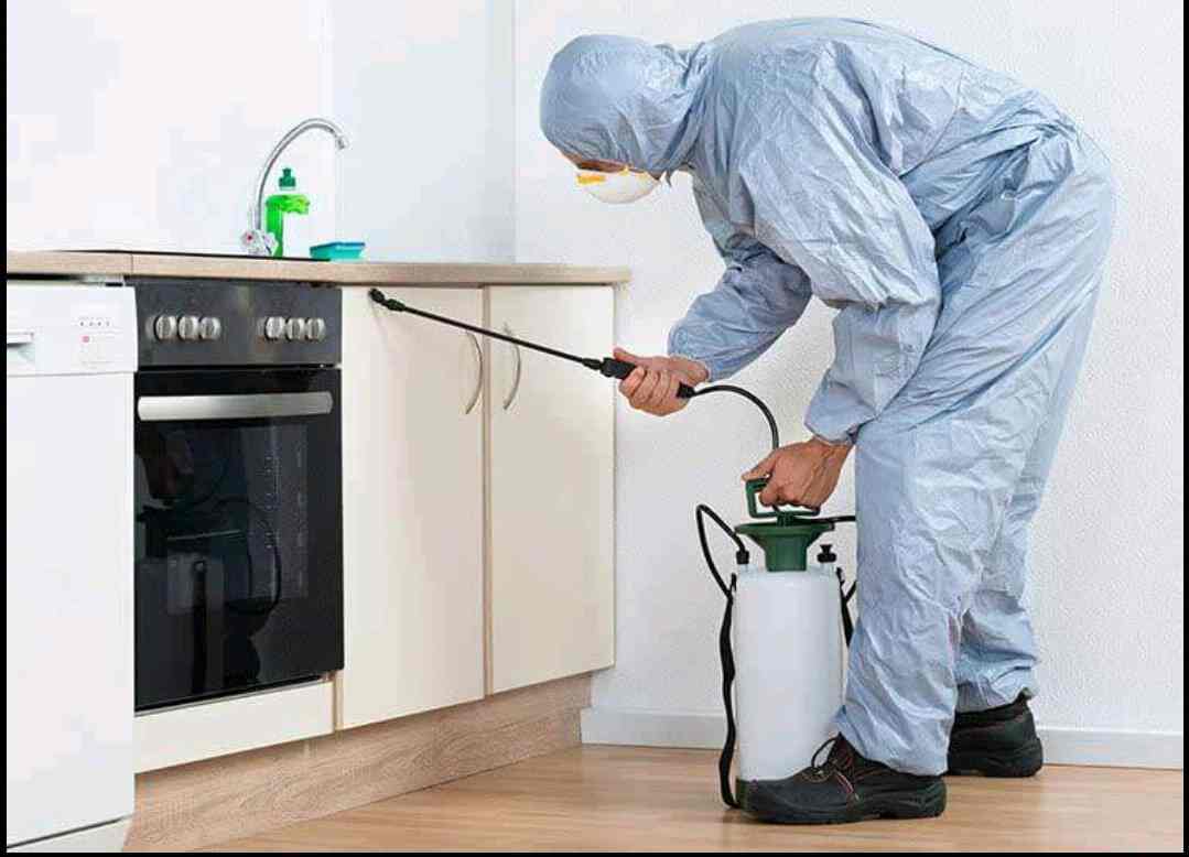 Elite Pest Management Services in Jalandhar Kutchery,Jalandhar Best Pest Control Services in