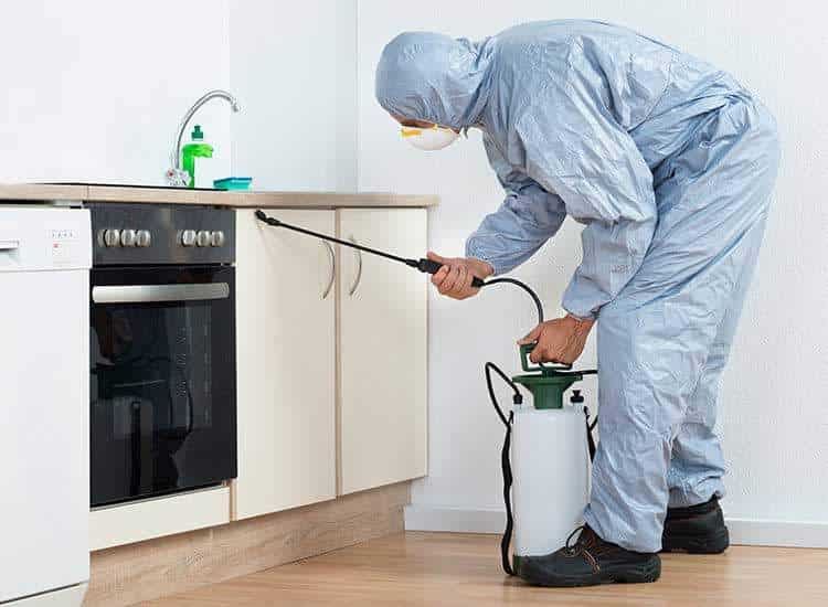 Wood boring pest check near Crayford DA1