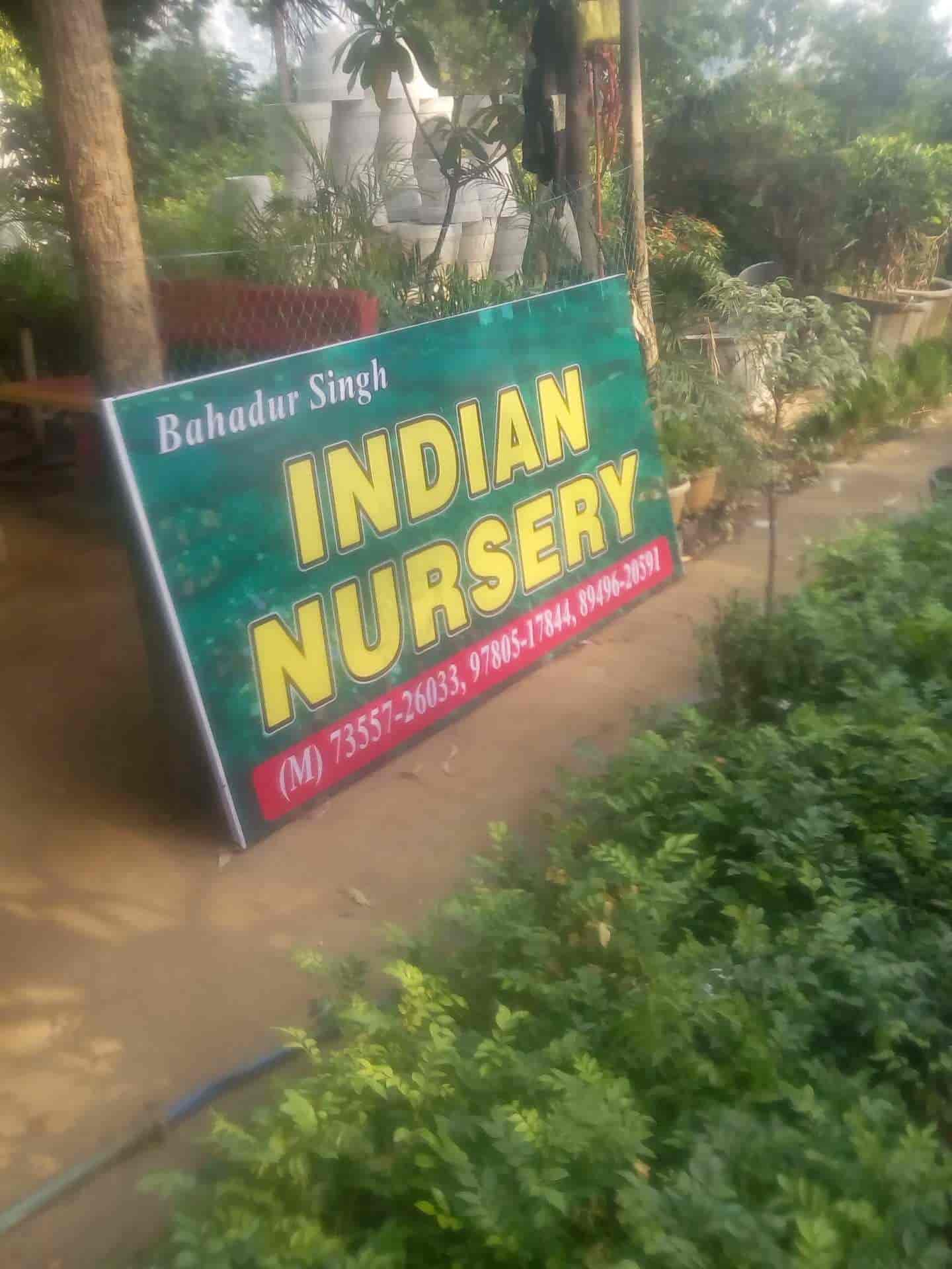 Top Green Tree Nursery Plant Nurseries in Delhi Best Green Tree