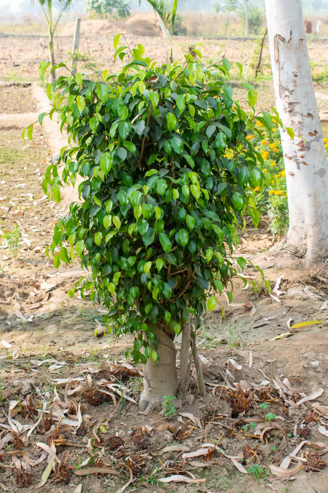 Top Green Tree Nursery Plant Nurseries in Delhi Best Green Tree