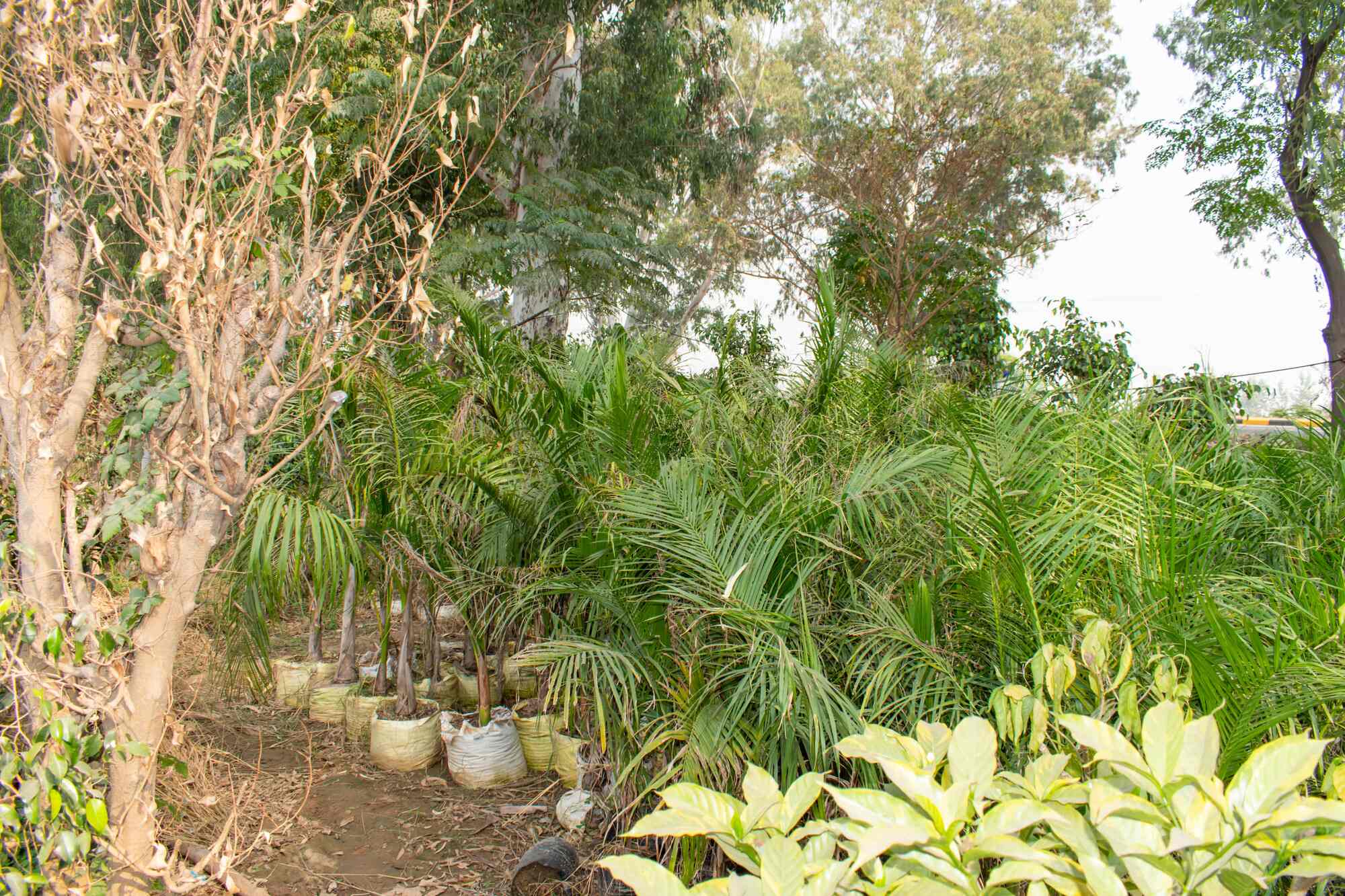 Top Green Tree Nursery Plant Nurseries in Delhi Best Green Tree