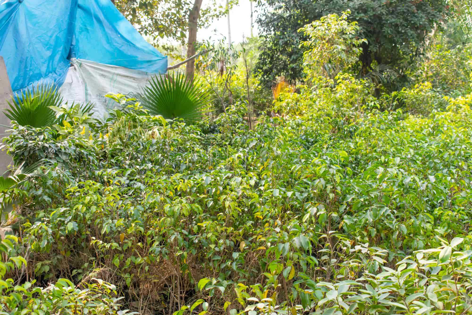 Top Green Tree Nursery Plant Nurseries in Delhi Best Green Tree