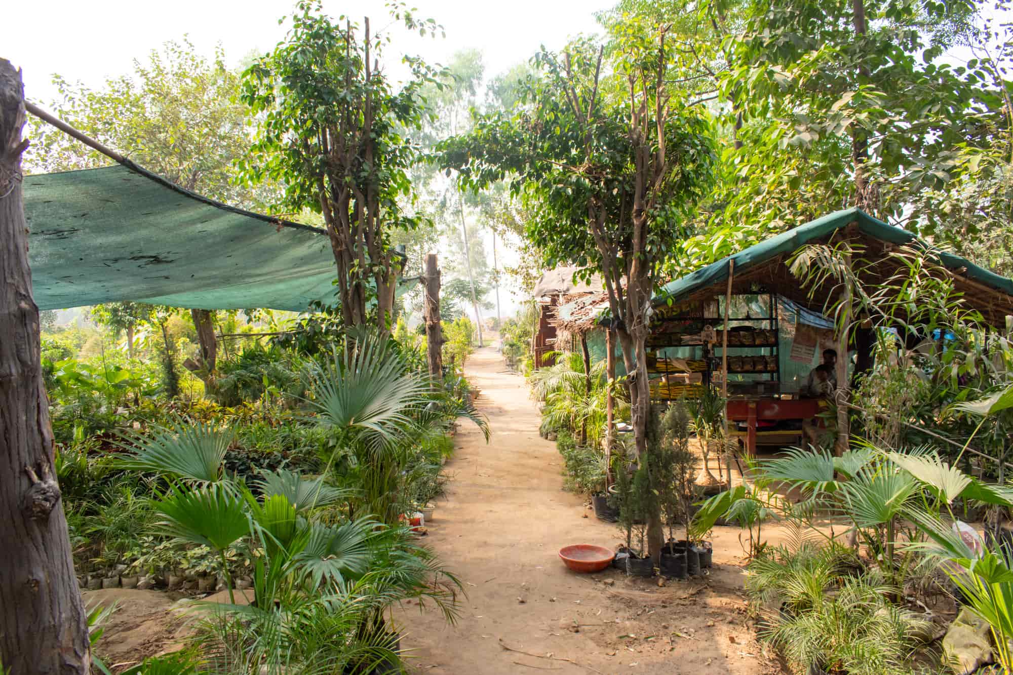 Top Green Tree Nursery Plant Nurseries in Delhi Best Green Tree