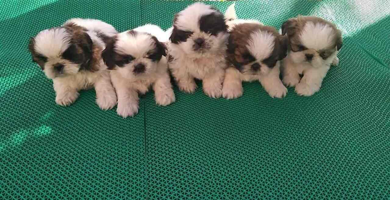 Top Pet Shops in Jalandhar Best Pet Store near me Justdial