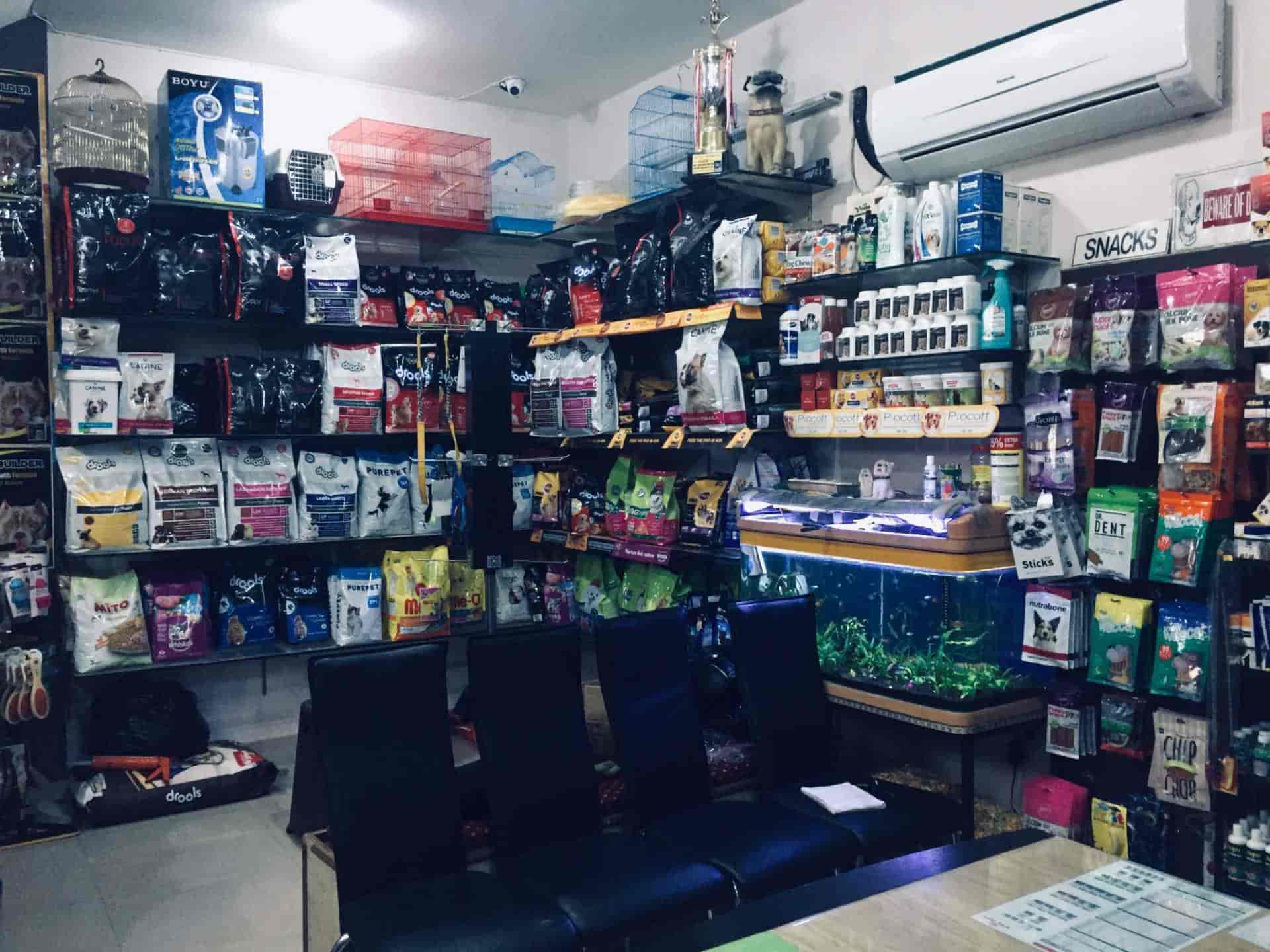 Top 20 Pet Shops For Cat in Jalandhar Best Pet Shops For Kitten