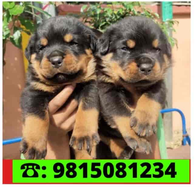 Top Pet Shops in Jalandhar Best Pet Store near me Justdial