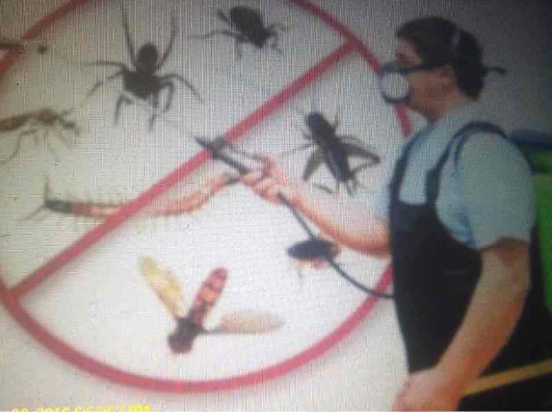 Pratyaksh Pest Control 2 in Model Town,Jalandhar Best Commercial Pest Control Services in