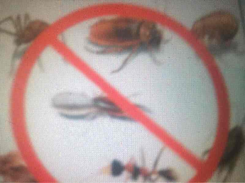 Pratyaksh Pest Control 2 in Model Town,Jalandhar Best Commercial Pest Control Services in