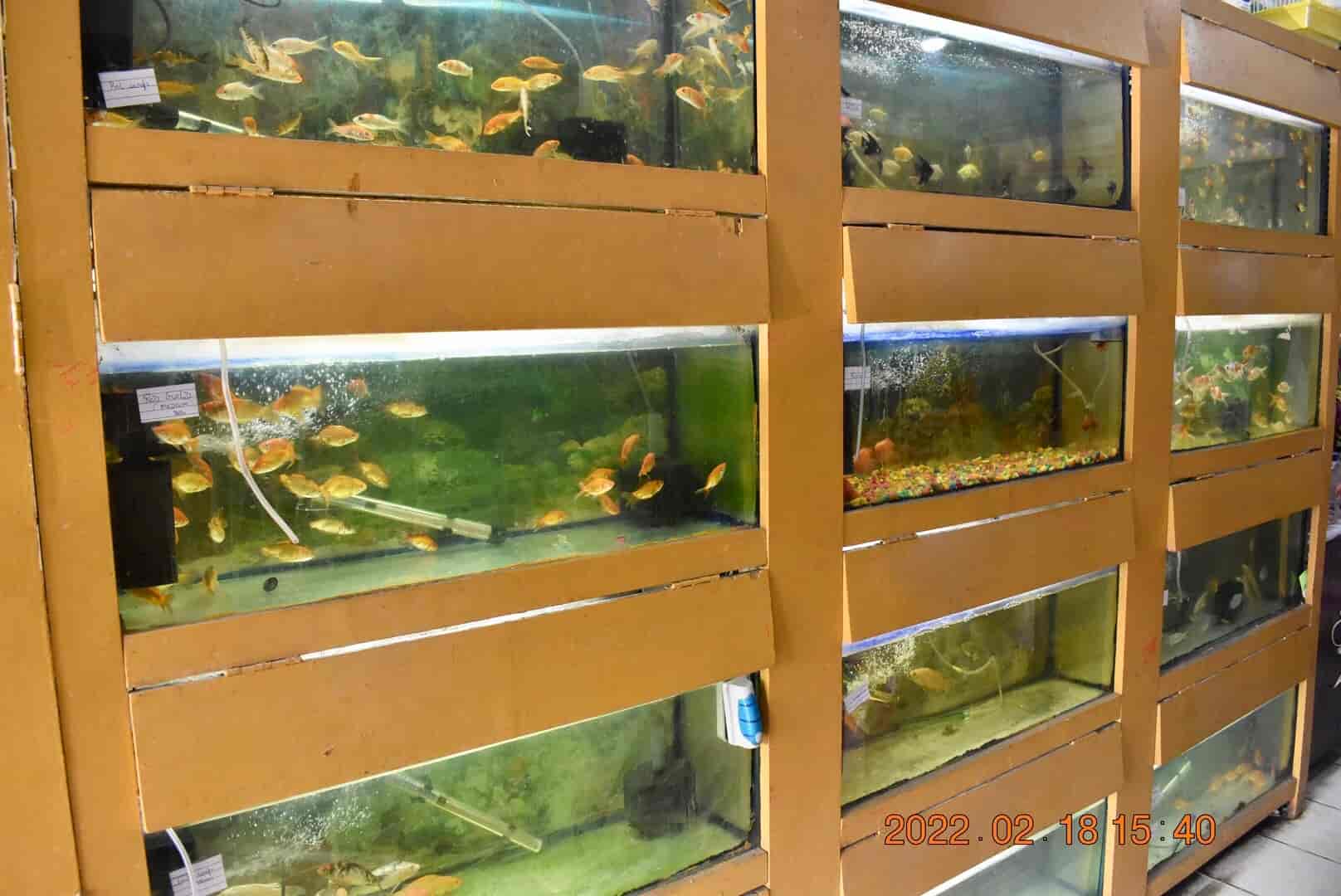 Top Pet Shops in Jalandhar Best Pet Store near me Justdial