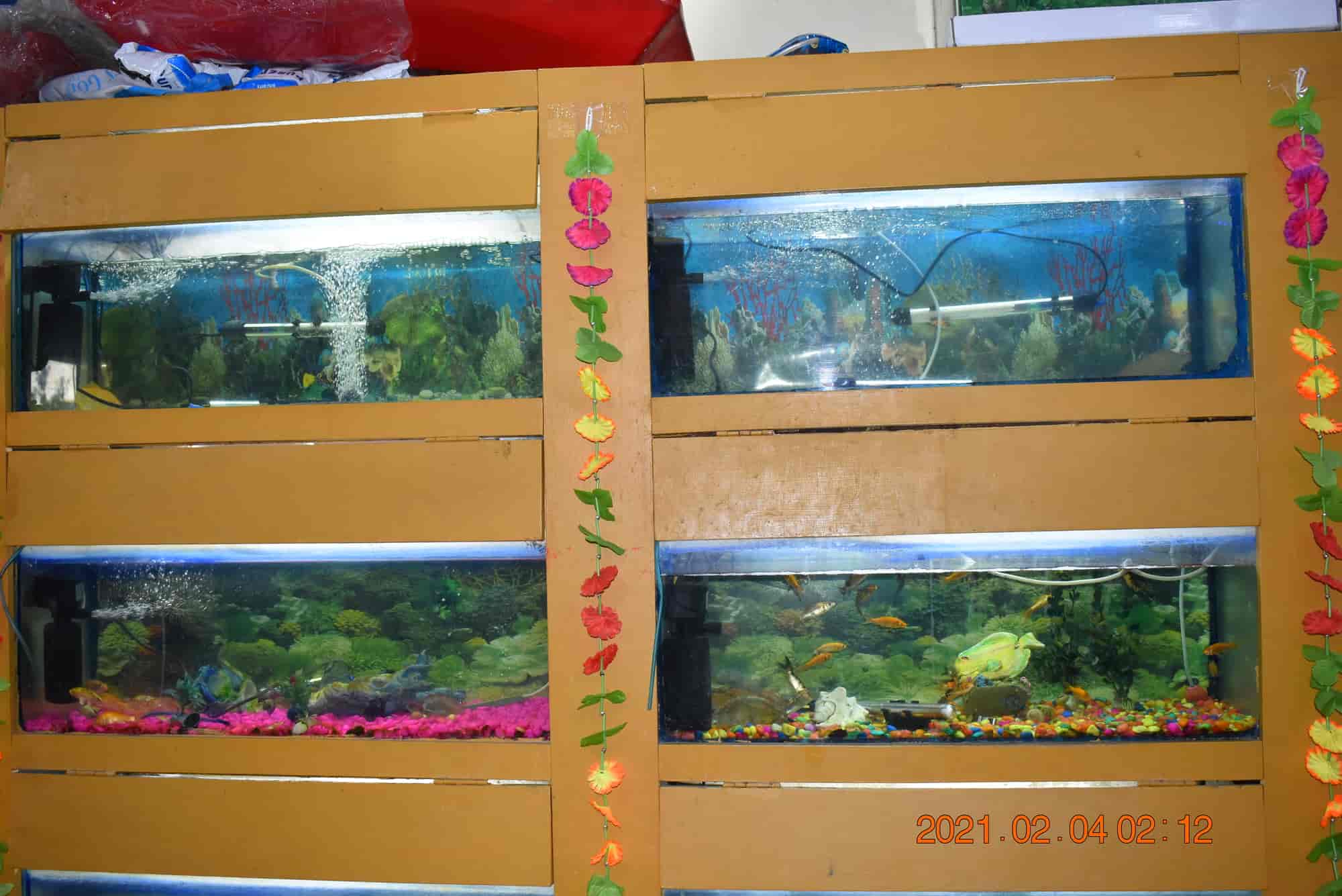 Top Pet Shops in Jalandhar Best Pet Store near me Justdial