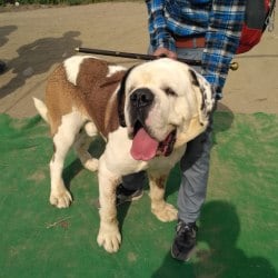 Dr Surinder Singh Mobile Animal Health Care in samba - Best Veterinary Clinics in Samba - Justdial Dr Surinder Singh Mobile Animal Health Care in samba - Best Veterinary Clinics in Samba - Justdial
