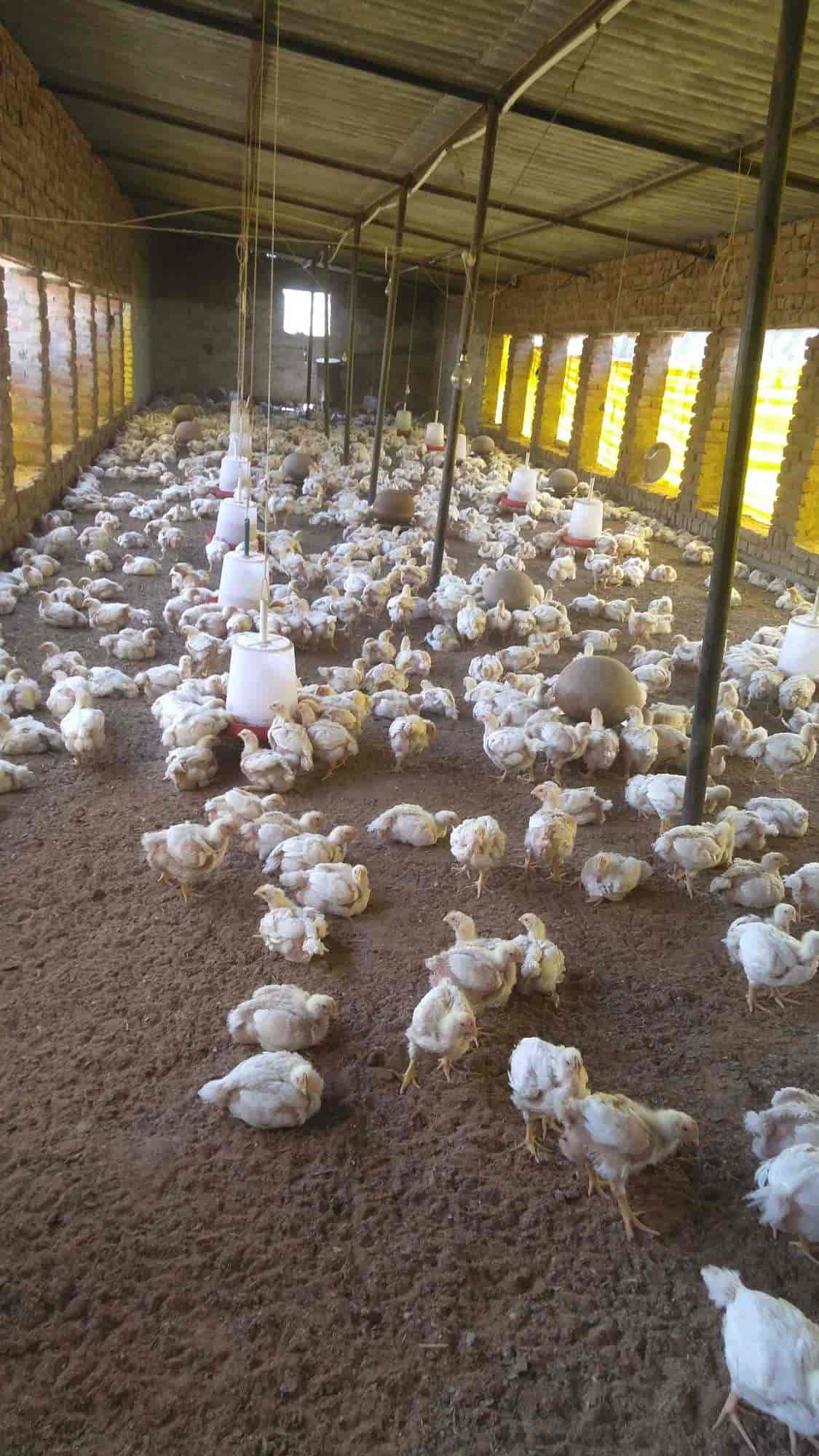 Poultry farm near me vserarc