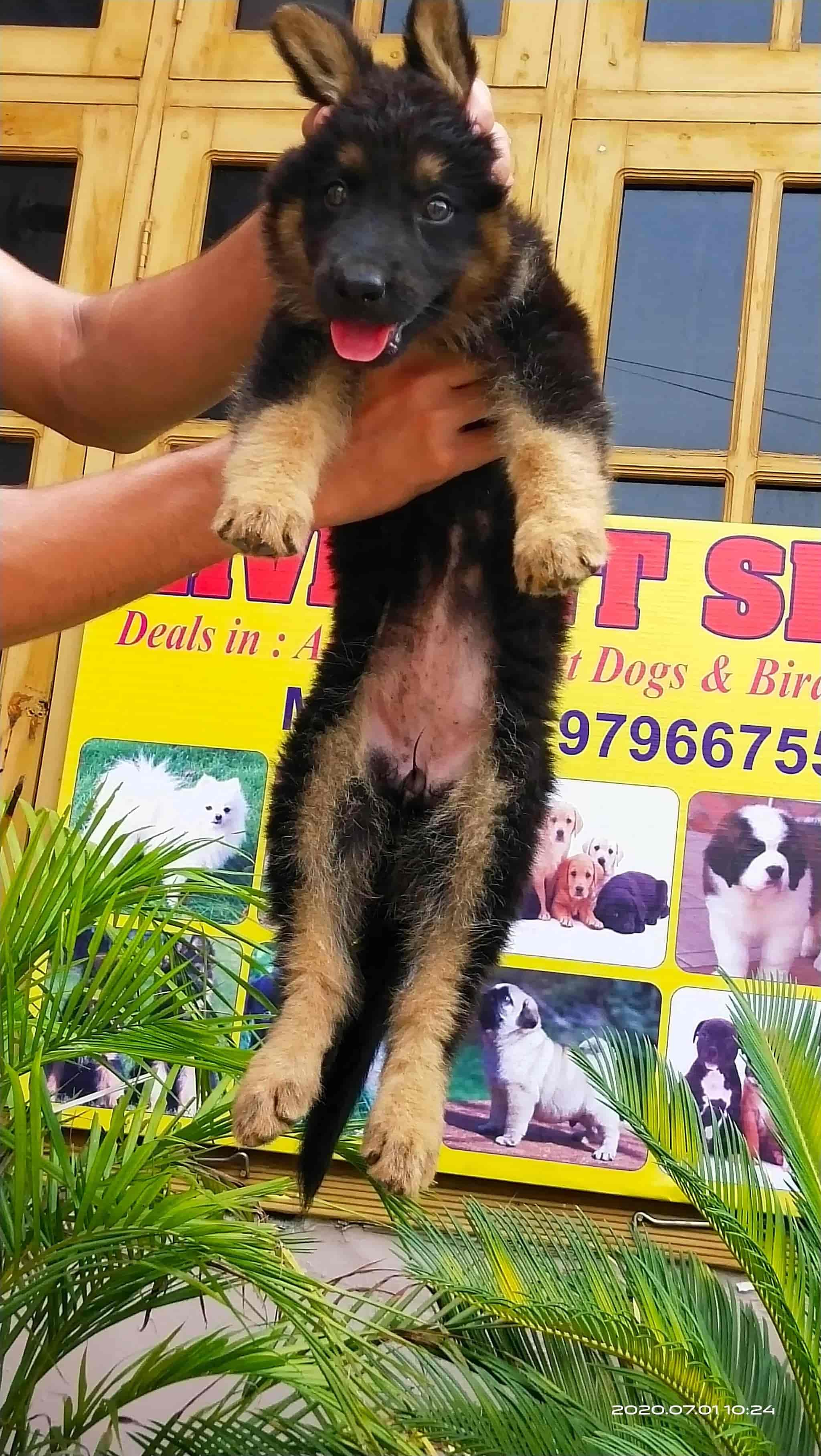 364 Photos of Live Pet Shop Dog Trainer in Trikuta Nagar Jammu Justdial