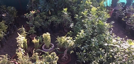 Top 10 Plant Nurseries In Bhatia Best Nursery Services Jamnagar Shyam Nursery