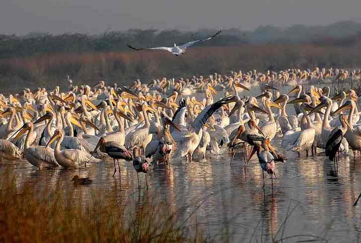 Khijadia Bird Sanctuary, Jamnagar, Gujarat Khijadia Bird Sanctuary, Jamnagar, Gujarat