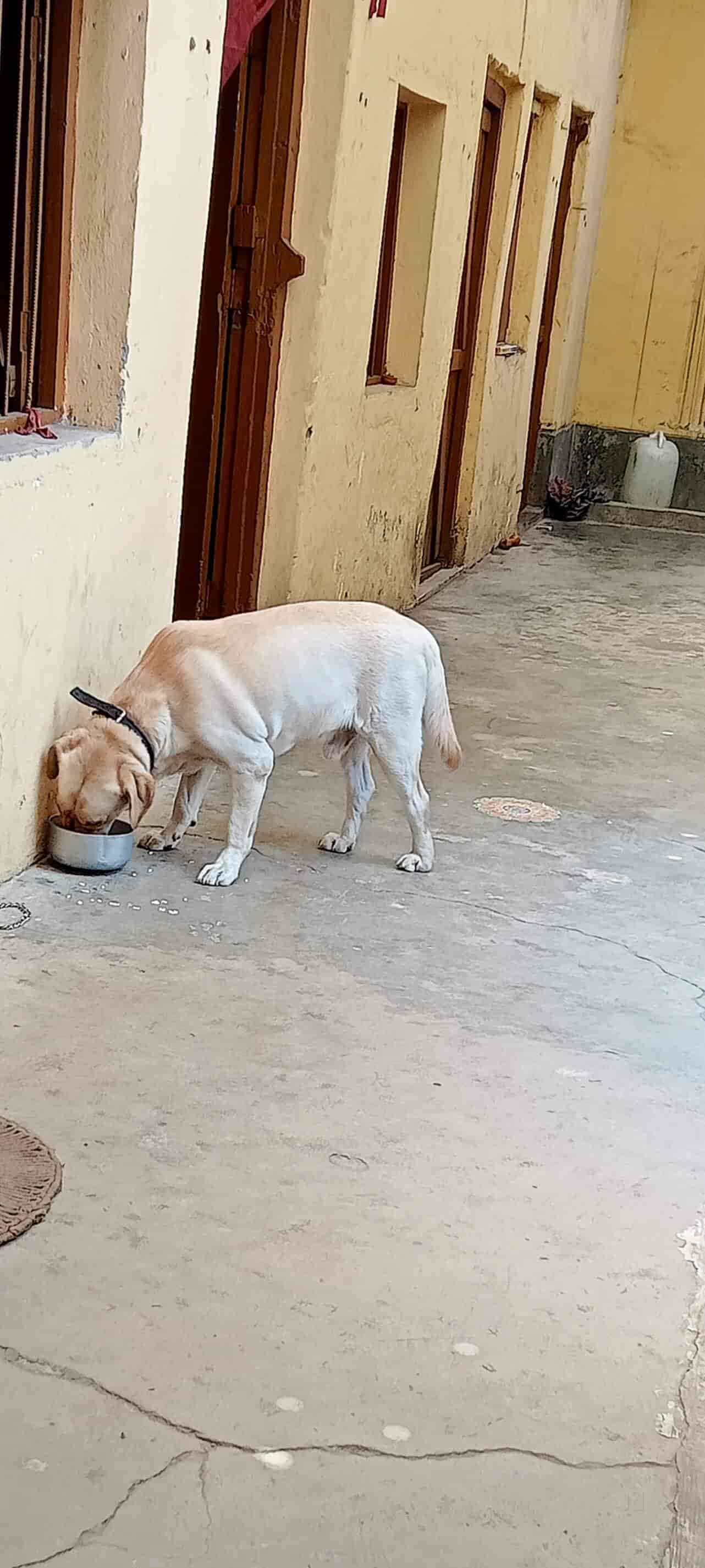 Sri Ram Kennel in Sakchi,Jamshedpur Best Dog Trainers in Jamshedpur