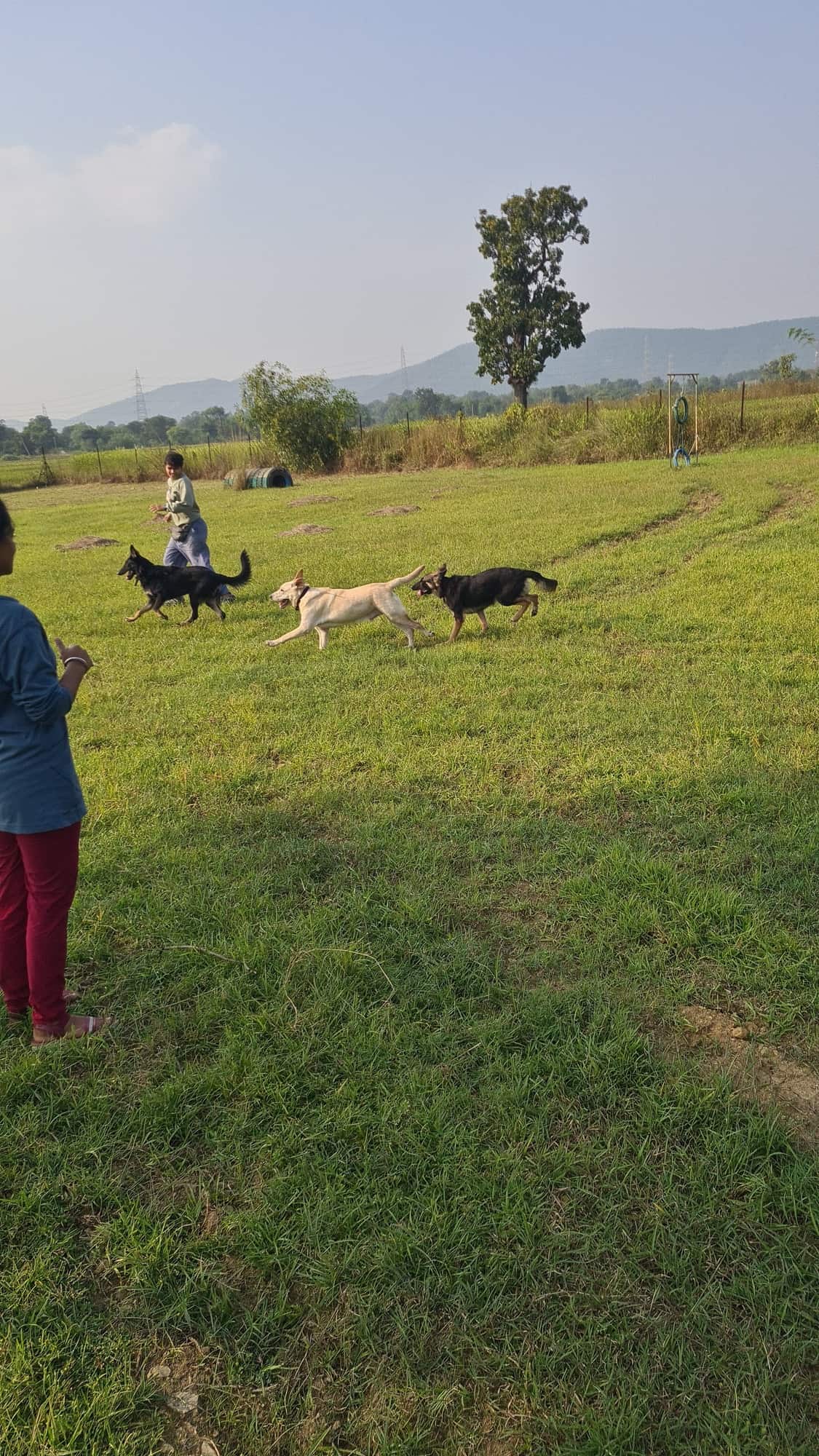 Dog Boarding Service