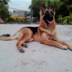 Jarman safed dog online shopping deals