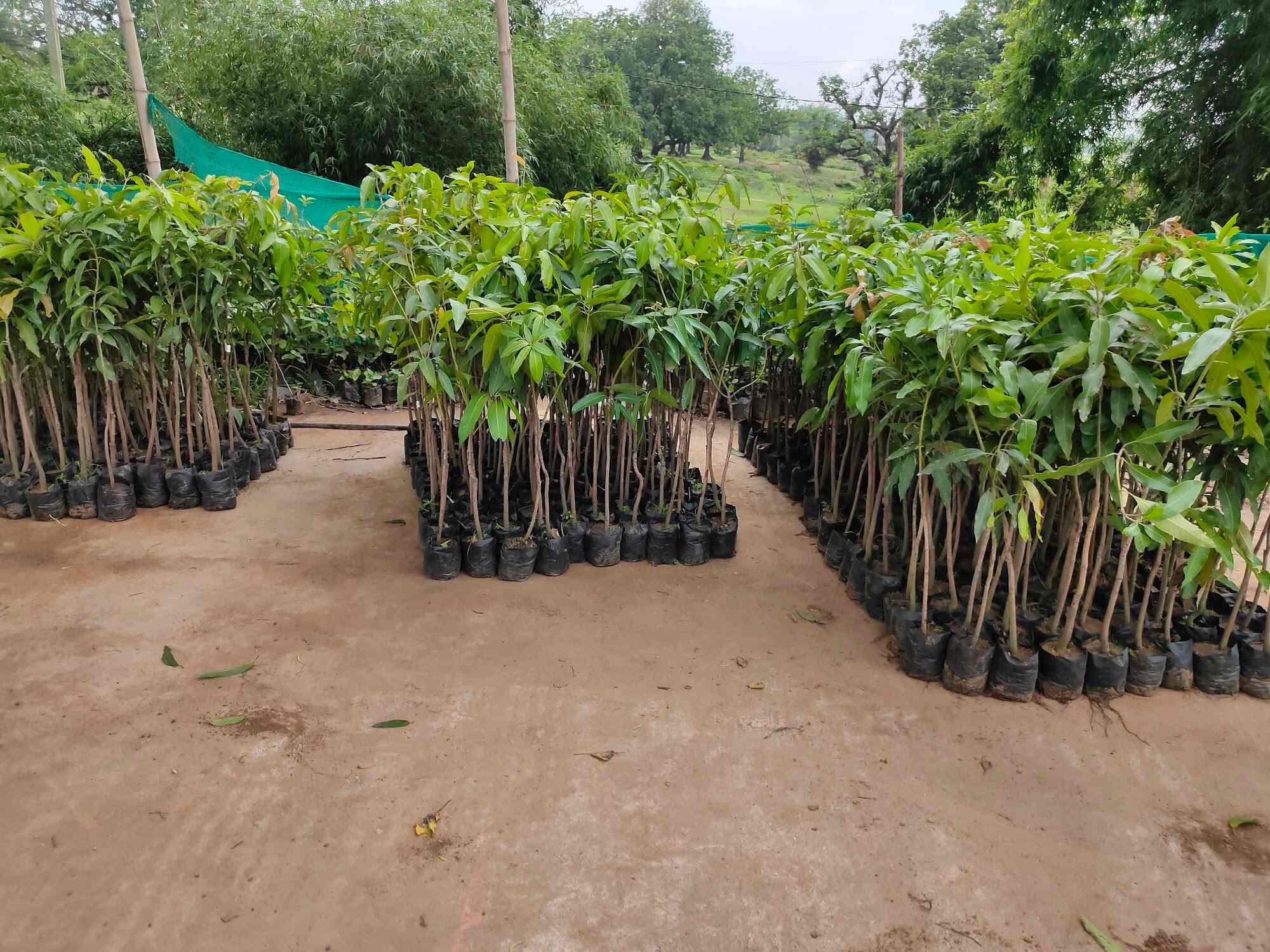 Top Plant Nurseries in Jhumari Telaiya Bazar,Jhumritelaiya Best