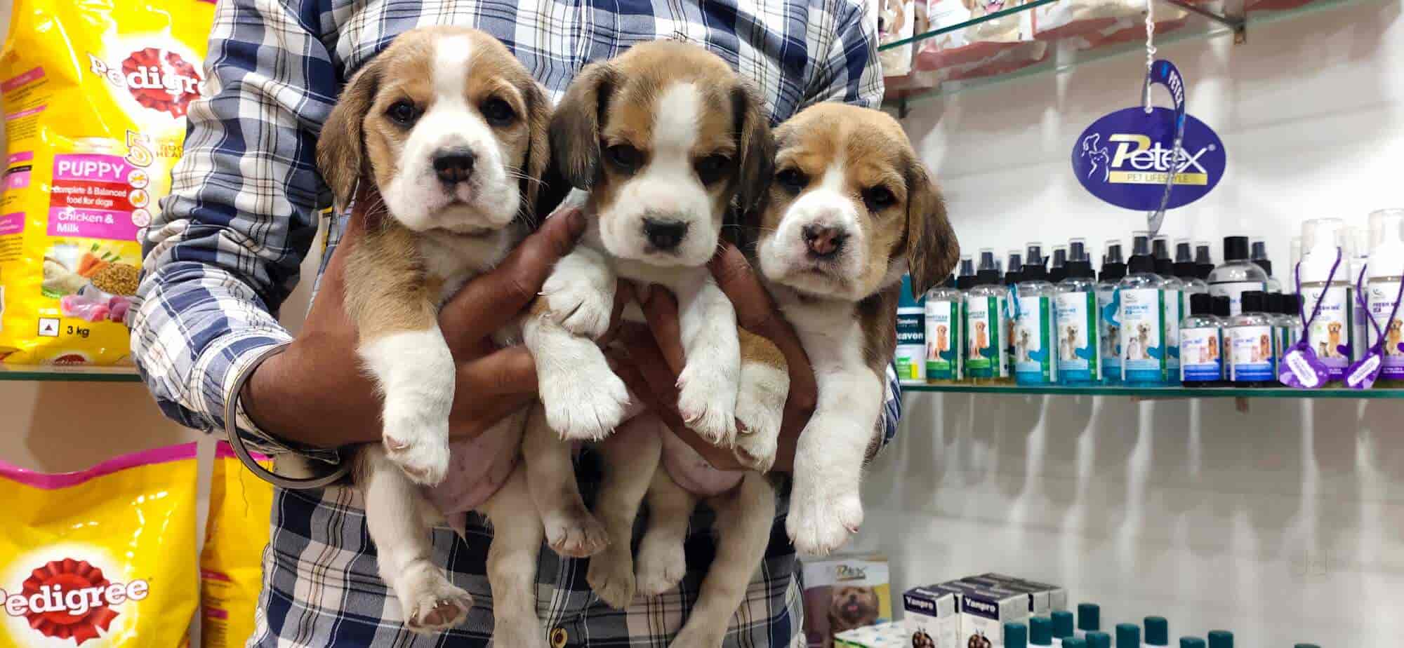 Ojin 2025 dog food