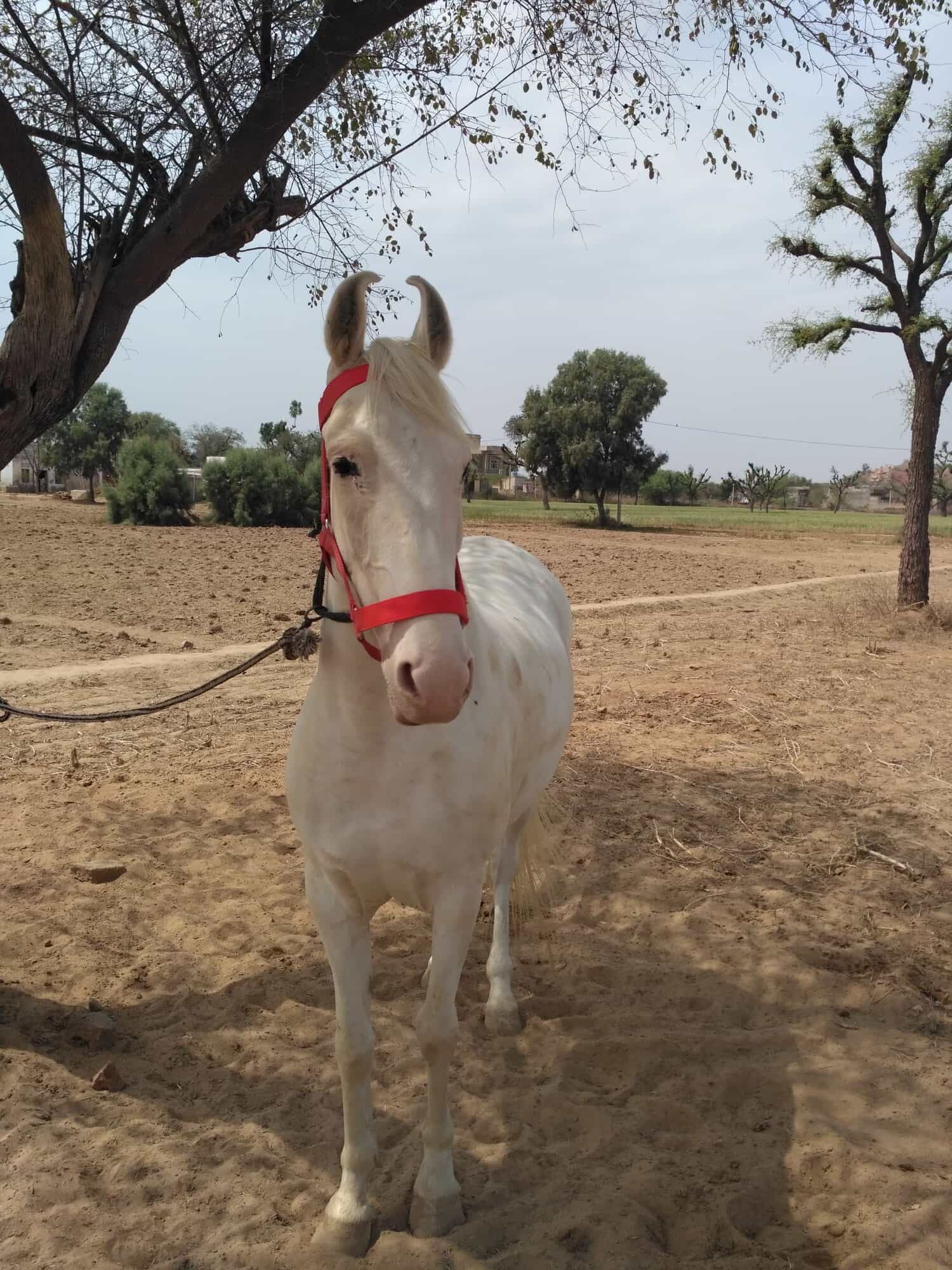 Top Horse Trainers in Lucknow near me Justdial